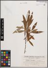Foto von Salix cinerea L. x Salix viminalis L.